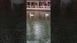 Парами парами плывут и кто то резко пролетел #мило #красиво #москва