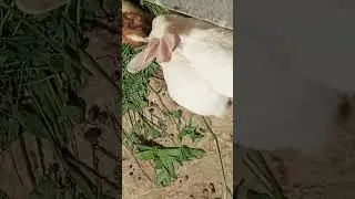 Rabbits Family | 27 April 2024 | #alrafaycomputers