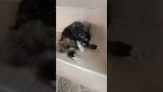 Santai dulu ga sih #cat #catlover #anabul #animals #kucing #kitten
