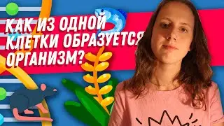 Как из одной клетки образуется организм? (Или немножко эмбриологии)