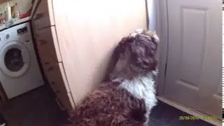 Dog or Pussy