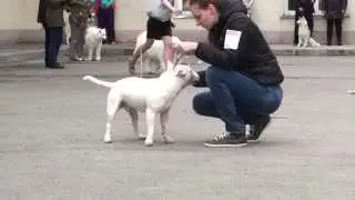 Dog Show Mono Bull terrier 2014/05/25 p01 (576)
