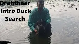 Deutsch Drahthaar Introduction to Duck Search