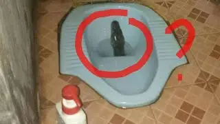 ULAR DI DALAM KLOSET