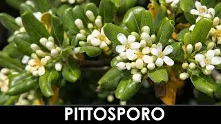 VErba Volant - IL PITTOSPORO