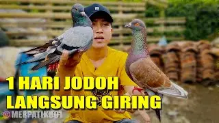MERPATI 2OK!! CRAZY GIRING DIRECTLY TEST FLIGHTS
