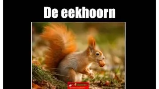 De eekhoorn inkijkexemplaar groep 3/4