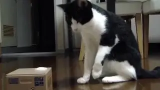 ★ Кошки видео! Прикол, белый кот и коробка с сюрпризом  Ржач!
