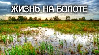 Кто живет на болоте