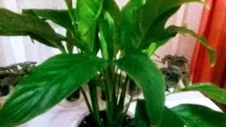 SPATIPHYLLUM PROPAGATION BY DIVISION OF THE BUSH - how the new plants are doing.