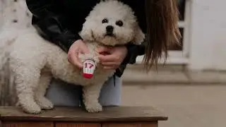 dog swap