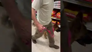 LISA & GWEN at the Pet Store! Practice Hill, Stay & Leave It! 🐶#shorts #dogs #gsd #germanshepherd