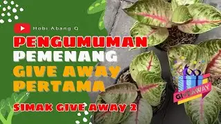 099 Pengumuman 3 orang Pemenang Quiz Pertama, dan Simak Give Away Kedua Berhadiah Aglaonema Hughes.