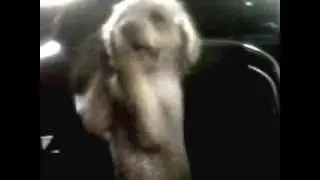 Perro Bailando.