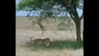 Leoparlar [Türkçe Belgesel ] / Bölüm 1 / wild wild worlds of animals