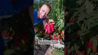 Великолепный томат "Дрова"