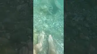 Hungry fish bite  fingers/Los peces hambrientos se muerden los dedos #shorts #fish  #sea