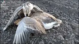 Сокол и гусь