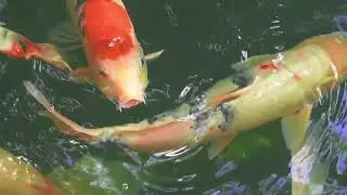 সার্টিফিকেট পুড়িয়ে নয়!! স্বল্প পুঁজি নিয়ে অল্প সময়ে এ ব্যবসার ধরুন এবং অন্যকে স্বাবলম্বী করুন