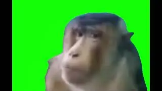 Monkey Side Eye with FNAF 2 ambience meme (Green Screen)