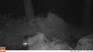Puma Running from Bear