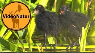 Teichralle (Gallinula chloropus) | Abendsonne | Büren | Juni 2024