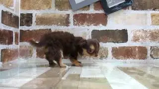 ワンラブ　ペットショップ　名古屋市259675