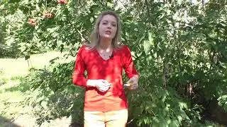 Н. Рубцов «Сентябрь»