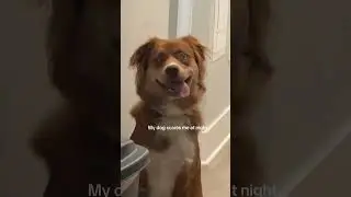#dogshorts #doglover