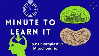 Minute to Learn It | Ep 3: Chloroplast vs Mitochondrion