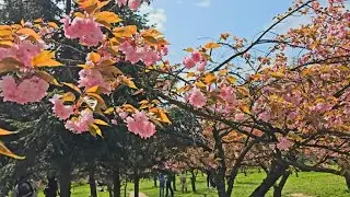 Sakura, 2025. Au înflorit cireșii din Grădina Japoneză din București