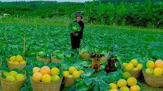 Harvest Cabbages And Pomelos To Sell At The Market, Live Alone With Dogs, Cook, Garden