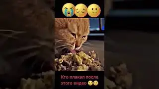 кто плакал после этого видео 😢 🥺