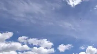 Белые голуби в небе 2020