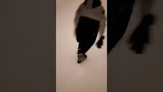 Мышиный забег.  Зима 2021