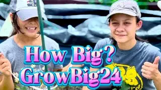 How big did we Grow Big 24?