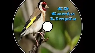 Jilguero Cante Limpio