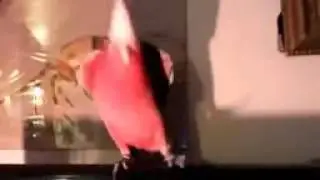 Приколы с животными и птицами Попугай танцует Gangnam Style