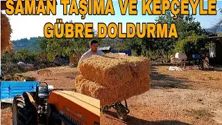 BESİ DANALARINA SAMAN TAŞIDIK~TRAKTÖR ARKA KEPÇEYLE GÜBRE DOLDURDUK