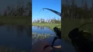 Удочку в дугу согнула рыба с болота🎣#sorts #fishing