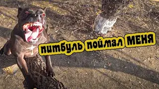 фаина питбуль, НЕ СМОГ УБЕЖАТЬ, НАШЛА НЕ ПО ЗАПАХУ, НЕ ИЩЕЙКА СМОТРЕТЬ ДО КОНЦА, ОБРАЩЕНИЕ К ВАМ
