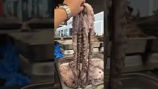 Octopus  #octopus