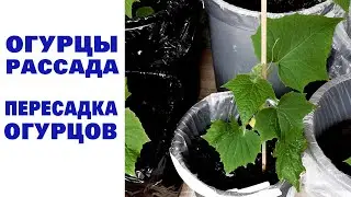 Planting cucumbers. My garden is on the balcony.