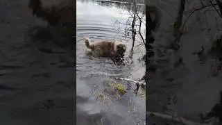 Кавказец морж #animal #собака #dog #животные #doglover #animaldog