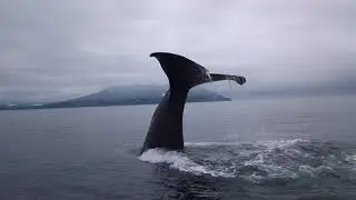 Горбач и косатки