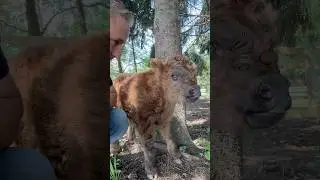 When making videos doesn’t go as planned… #fluffyfeatherfarm #peeing #calves #austinpowers