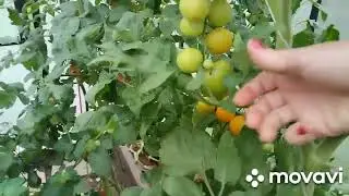 осень...реализуется урожай..помощник на огороде😊 выкопал морковку