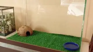 НАШ НОВЫЙ ПИТОМЕЦ!