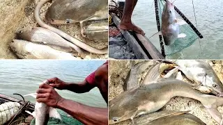Catfish । Fishing in the river of Sundarban । Amazing hook fishing🎣 । Sundarban