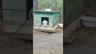 Цепи, цепи!